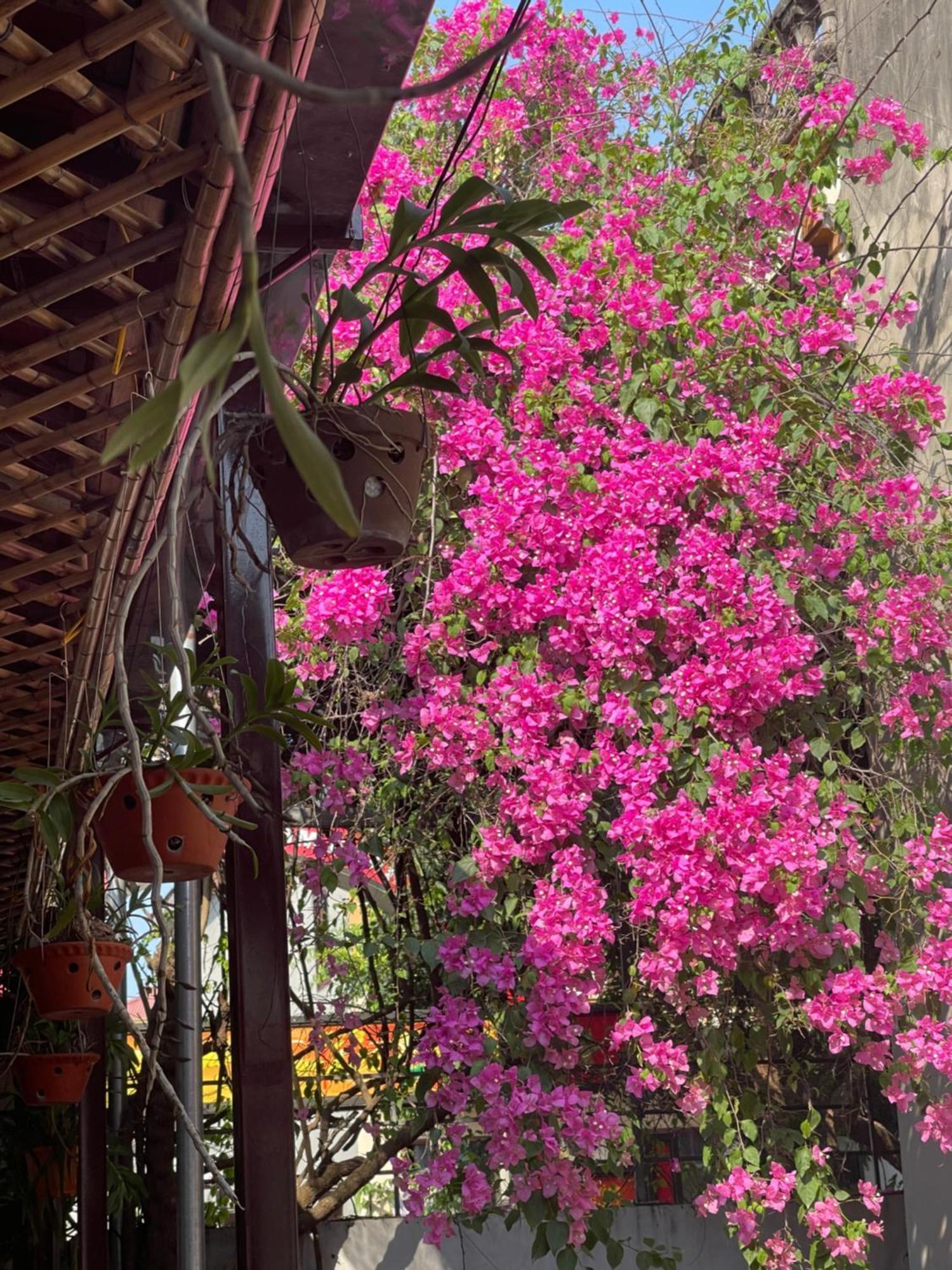 Thuy Xuyen Tam Coc Homestay Vu Lam エクステリア 写真